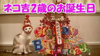 保護猫ネコ吉、2歳のお誕生日会　Neko Cat's 2nd birthday party