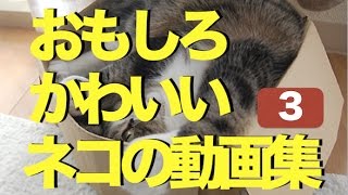 おもしろかわいいネコの動画集 3〜笑いを誘う163秒