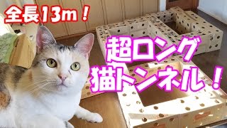 超ロングなダンボール猫トンネルに挑むネコ吉！　Neko Cat tried the “Ultra long handmade cardboard cat house”