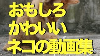 おもしろかわいいネコの動画集〜心がなごむ150秒