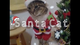 Santa Cat / 可愛いサンタ猫