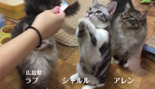 「秋のCM出演モデル猫ちゃん大募集キャンペーン」TVCM Part 4