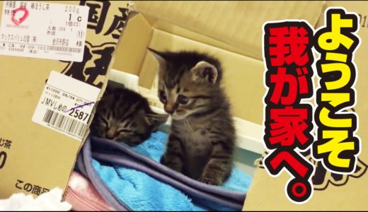 捨て猫2匹との素敵な出逢い　〜 wonderful story with two protected kittens.〜