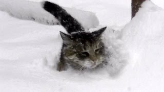 大雪の中のネコ歩き　嬉しかったり泣きそうになった猫と雪