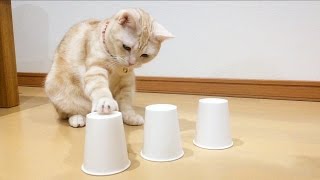 Cat plays Cup Game / 猫とシャッフルゲーム