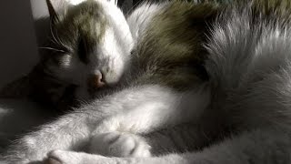 半分寝ながら良く喋る猫！嬉しい会話にはゴロゴロと正直過ぎる！♥♥猫との会話を楽しむ動画 Conversation with a cat