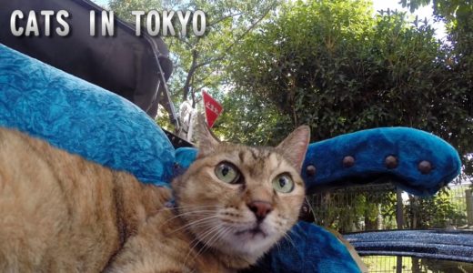 東京ねこ散歩 | cat in tokyo trailer2017