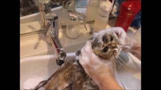 キャットサロンでの猫シャンプーCat’s bath shampoo