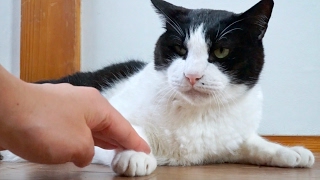 猫の手を触るとこうなります。