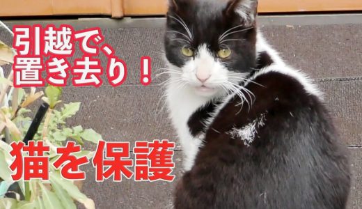 野良猫を保護！？幸せを願い里親募集♡名前は…保護猫ケンちゃん【置き去りにされた捨てネコ】Cat Life Videos　- Feral cat rescue videos.