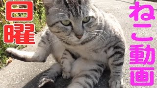 日曜ねこ動画 ネコと握手する方法２ Shake hands with a cat