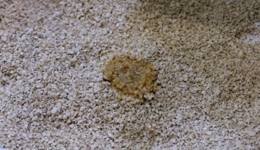 【ペトハピ】固まる木製ネコ砂キャッツベスト