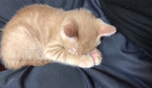 指を舐めながら寝落ちする子ねこがかわいい　The kitten falling asleep licking a finger is so cute.
