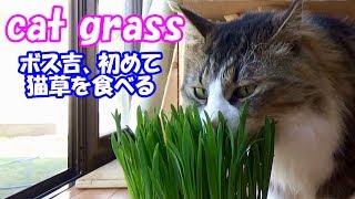 保護猫ボス吉初めて猫草を食べる　Boss Cat's try cat grass.