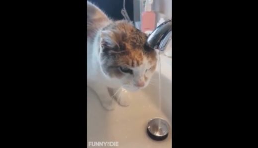 猫先輩の斬新な水の飲み方