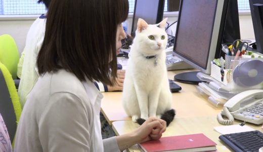 会社でも一緒に過ごせる「猫同伴」のオフィス