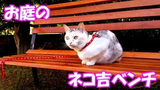 お庭のネコ吉ベンチ　Neko Cat’s bench in the garden