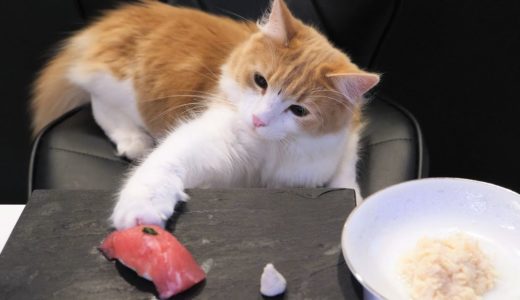 Sushi for Cats