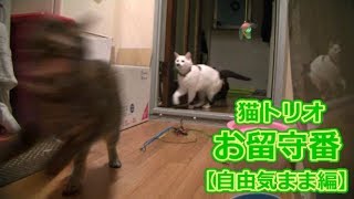 猫トリオのお留守番【自由気まま編】（面白い＆可愛い猫）
