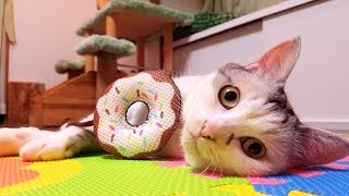 ドーナツにかじりつく猫【ネコ吉LIFE】Cute Cat Videos part18