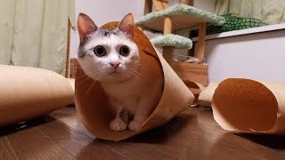 紙のトンネルに突っ込む猫【ネコ吉LIFE】Cute Cat Videos part24