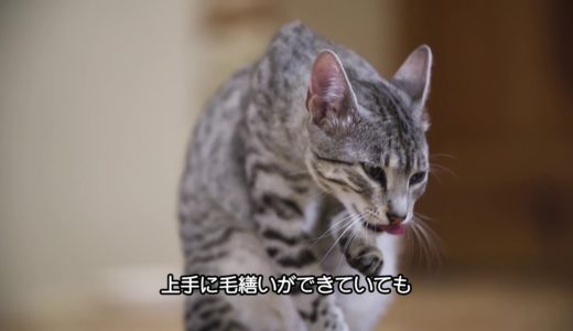 猫の室内飼いガイド【第７回】猫のグルーミング