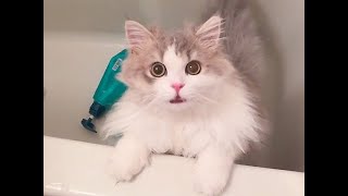 洗われる…察した猫の一声に世界が萌え
