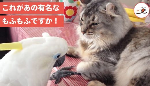 「気持ちいい～💕」猫さんのモフモフに虜になるオウムさん【PECO TV】