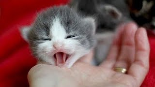 とてもかわいくニャーニャー鳴いている子猫 - 最も面白い猫の映画 #102