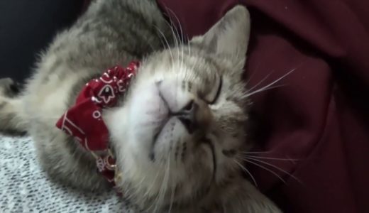 子猫の寝顔が可愛すぎた[子猫][保護猫][可愛い][癒し]