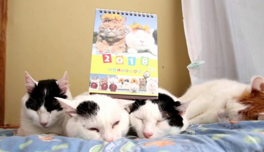 のせ猫 x かご猫カレンダー2018