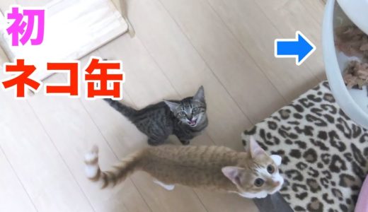 初めてのネコ缶で子猫ちゃんズ大興奮！！ｗ（20171104)【すず/コテツ】