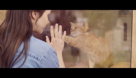 【YKK AP公式】窓と猫の物語 「幼なじみ」篇 30秒 Story of a window and a cat “childhood friend”