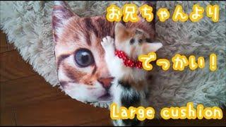 【子猫VS猫】ねこクッションを見せてみたCat cushion