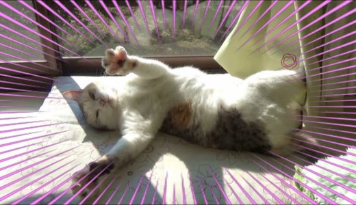 窓際でかわいいダンスをする猫【ネコ吉LIFE part41】