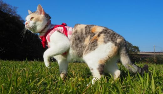 お散歩猫ネコ吉、広場ではしゃぐ【ネコ吉LIFE】Cute Cat Videos part36