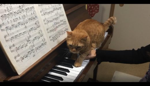 ショパン「革命」(Chopin Etude Op.10-12) ピアノ練習中にネコ乱入！
