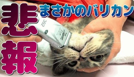 【猫ニキビ治療】病院で毛を刈られました... - How to treat feline acne -