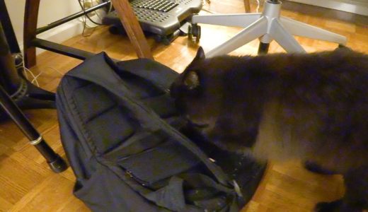 飼い主を迎えてカバンを破壊するねこ、しおちゃん Theo the cat tries to destroy dad’s backpack