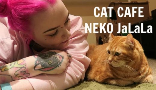 My Visit to Cat Cafe Neko JaLaLa, Akihabara Tokyo | 猫カフェ ねこ Jalala • ネコジャララ| Crazy Cat Paigey