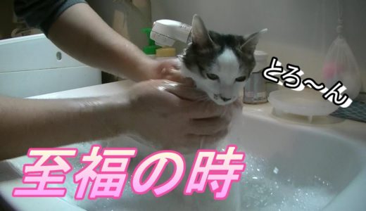 お風呂の時だけ大人しい猫