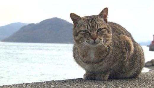 きょうは「にゃんにゃんにゃんの日」　ネコで有名　香川・佐柳島へ