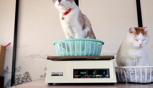 かご猫 x 猫の体重測定　2018年2月　Weight of cat