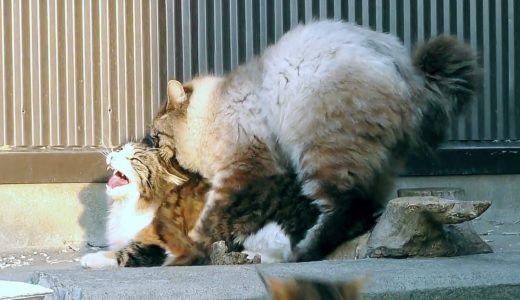猫の発情期！野良猫の交尾 × 2匹 失敗かな？・・メス猫の鳴き声が大きいです！　Mating  Stray Cat and funny cats in japan 2018