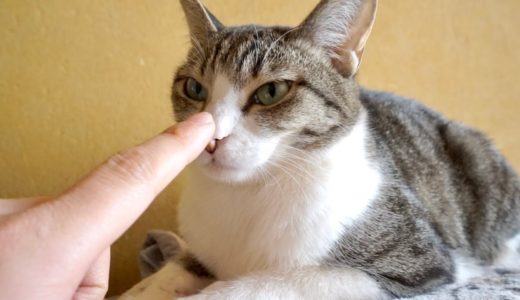 猫の鼻を触るとこうなります。