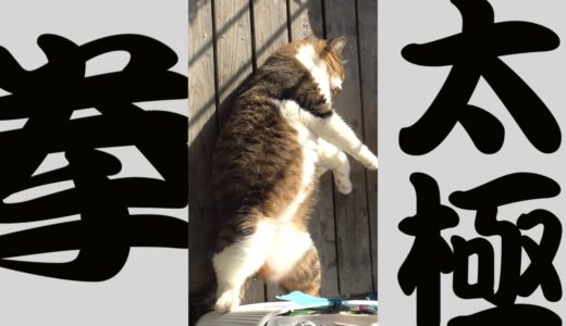 2月22日 猫の日スペシャル 猫の太極拳