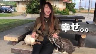 【癒猫】かまってモードなネコだらけw 沖縄の奥武島で猫を触り倒す日