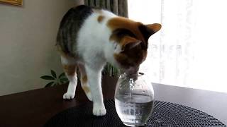 手で水を飲む猫