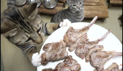 肉にかぶりつく猫たち