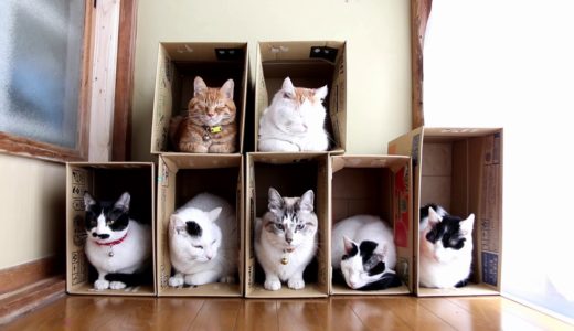 7つの箱と7匹の猫　Box and cat 2018#7